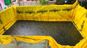 6 Inch Murel Fish Seeds