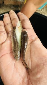5 Inch Murrel Fish Seeds