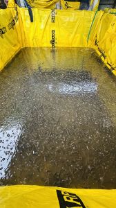 5 Inch Murrel Fish Seeds