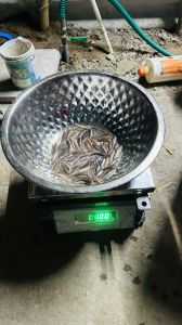 5 Inch Murrel Fish Seeds
