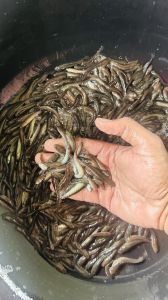 5 Inch Murrel Fish Seeds