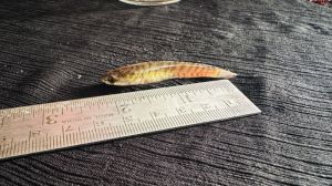 2 Inch Murrel Fish Seeds