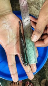 5 Inch Murrel Fish Seeds