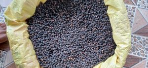 Organic Black Pepper Seeds