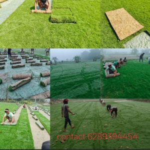 Mexican Grass