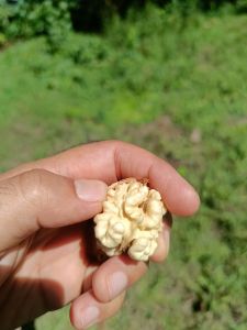 Organic Walnuts