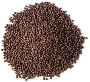 Brown Mustard Seeds