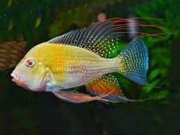 Albino Heckelii Fish