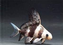 Asiatic Fish