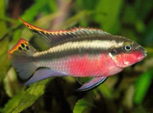 Kribennsis Fish