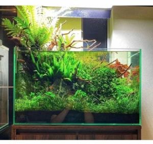 Aquarium Setup Services
