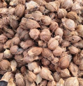A Grade Whole Fully Husk Coconut