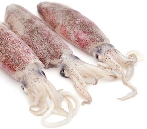Frozen Squids