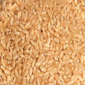 Whole Wheat Grain