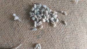 Natural Cotton Seeds