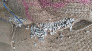 Natural Cotton Seeds