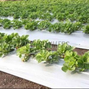 LDPE Mulching Film Roll