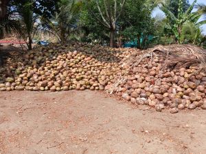 Semi Husked Coconut