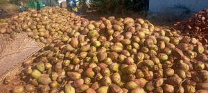 Semi Husked Coconut