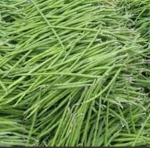 shevga sheng drumstick