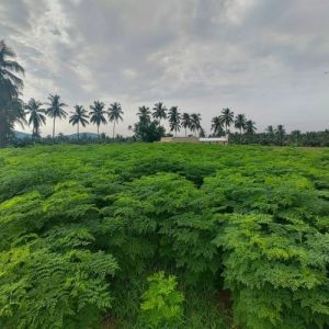 Natural Moringa Powder