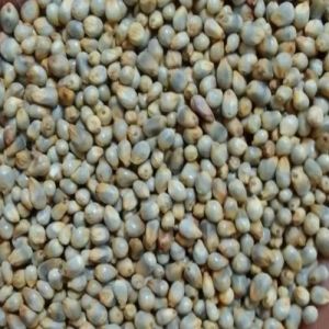 Millet Seeds