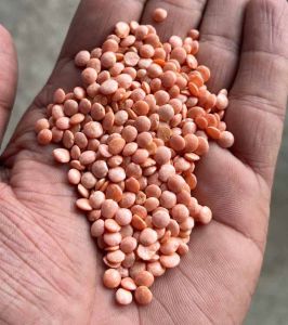 A Grade Red Masoor Dal