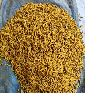 A Grade Finger Turmeric