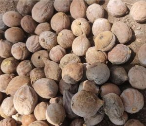 Dry Baheda Fruit