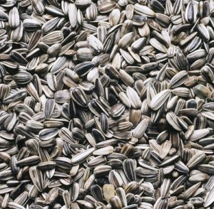 Sunflower Seeds