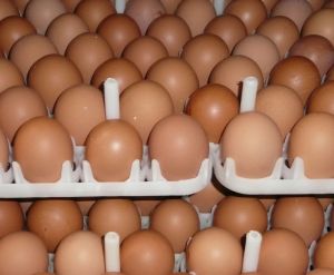 Brown Broiler Hatching Egg