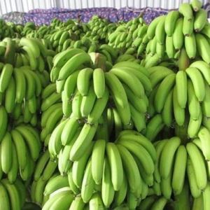 Fresh Cavendish G9 Banana