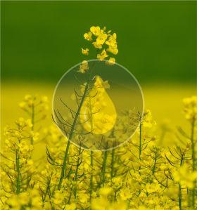 Rapeseed Oil