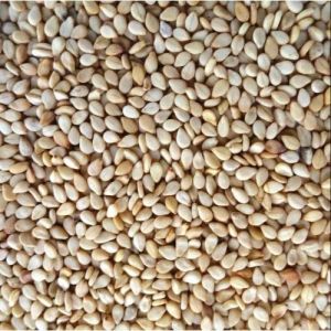Natural Sesame Seeds