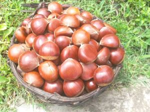 Dry Chestnuts