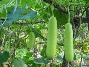 Fresh Bottle Gourd