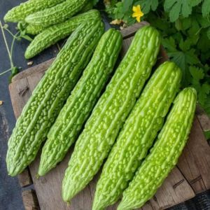 Fresh Bitter Gourd