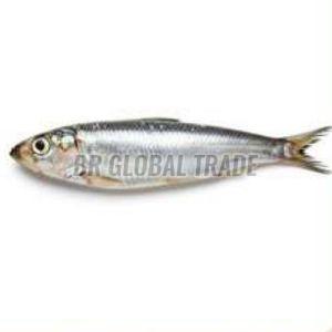 Frozen Anchovy Fish