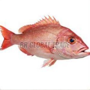 Frozen Red Snapper Fish