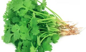 Coriander Leaves