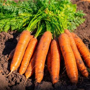 Fresh Carrot