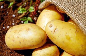 fresh potato