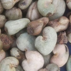 Raw Cashew