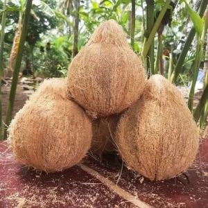 Semi Husked Coconuts
