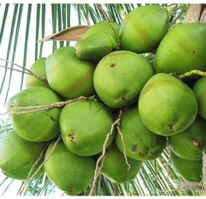 Green Tender Coconut