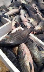 Rohu Fish