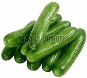 A Grade English Cucumber