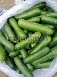 Fresh Green English Cucumber