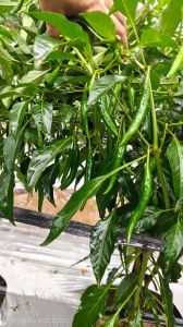 G4 Green Chilly