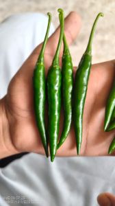 G4 Green Chilly